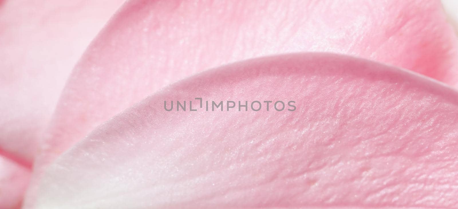 Soft focus, abstract floral background, pink rose flower petals. Macro flowers backdrop for holiday design by Olayola