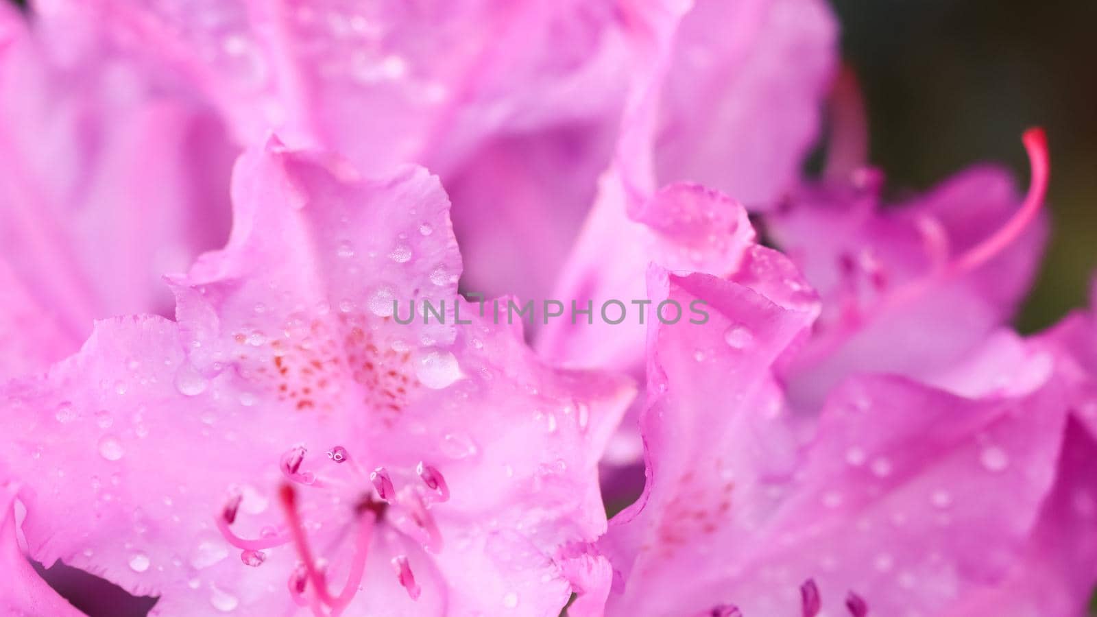 Soft focus, abstract floral background, pink Rhododendron flower petals with dew drops. Macro flowers backdrop for holiday brand design by Olayola