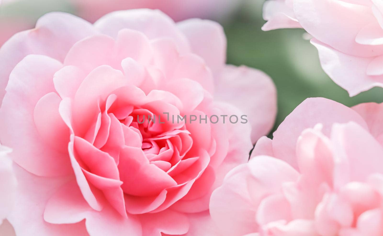 Soft focus, abstract floral background, pink rose flower petals. Macro flowers backdrop for holiday design by Olayola