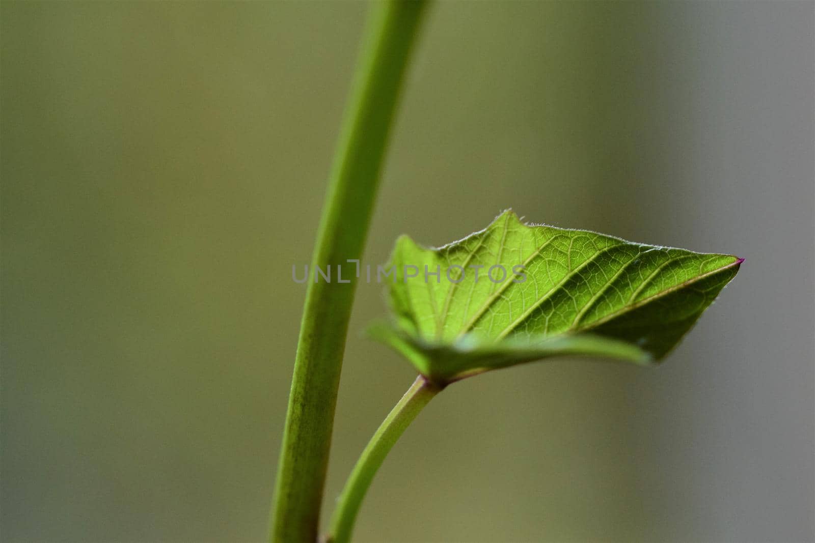 Close up of the green leave of a sweet potato against a green blurred background by Luise123