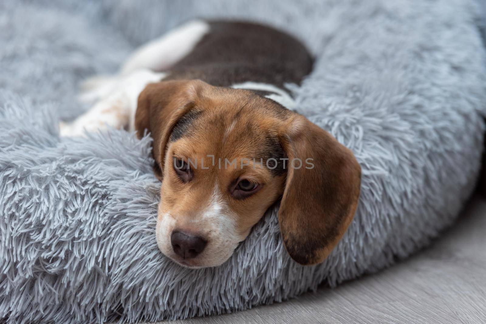 Beagle puppy resting on a couch by martinscphoto