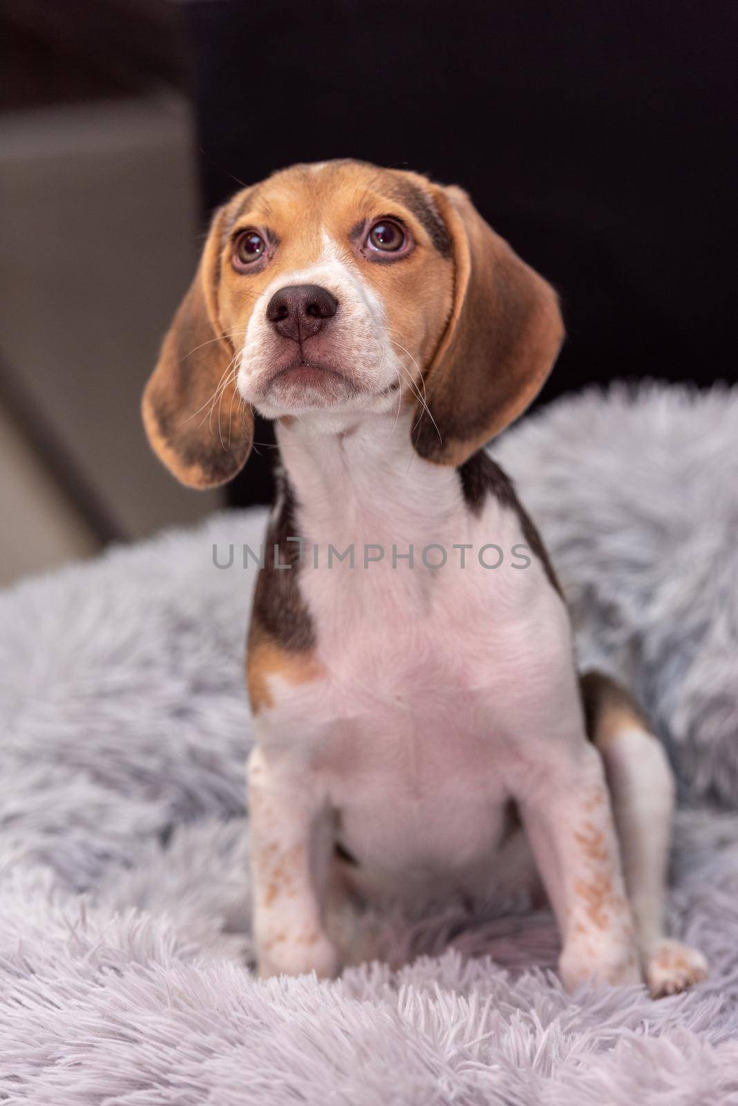 Beagle puppy resting on a couch by martinscphoto
