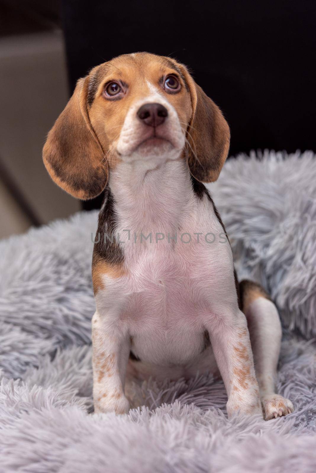Beagle puppy resting on a couch.