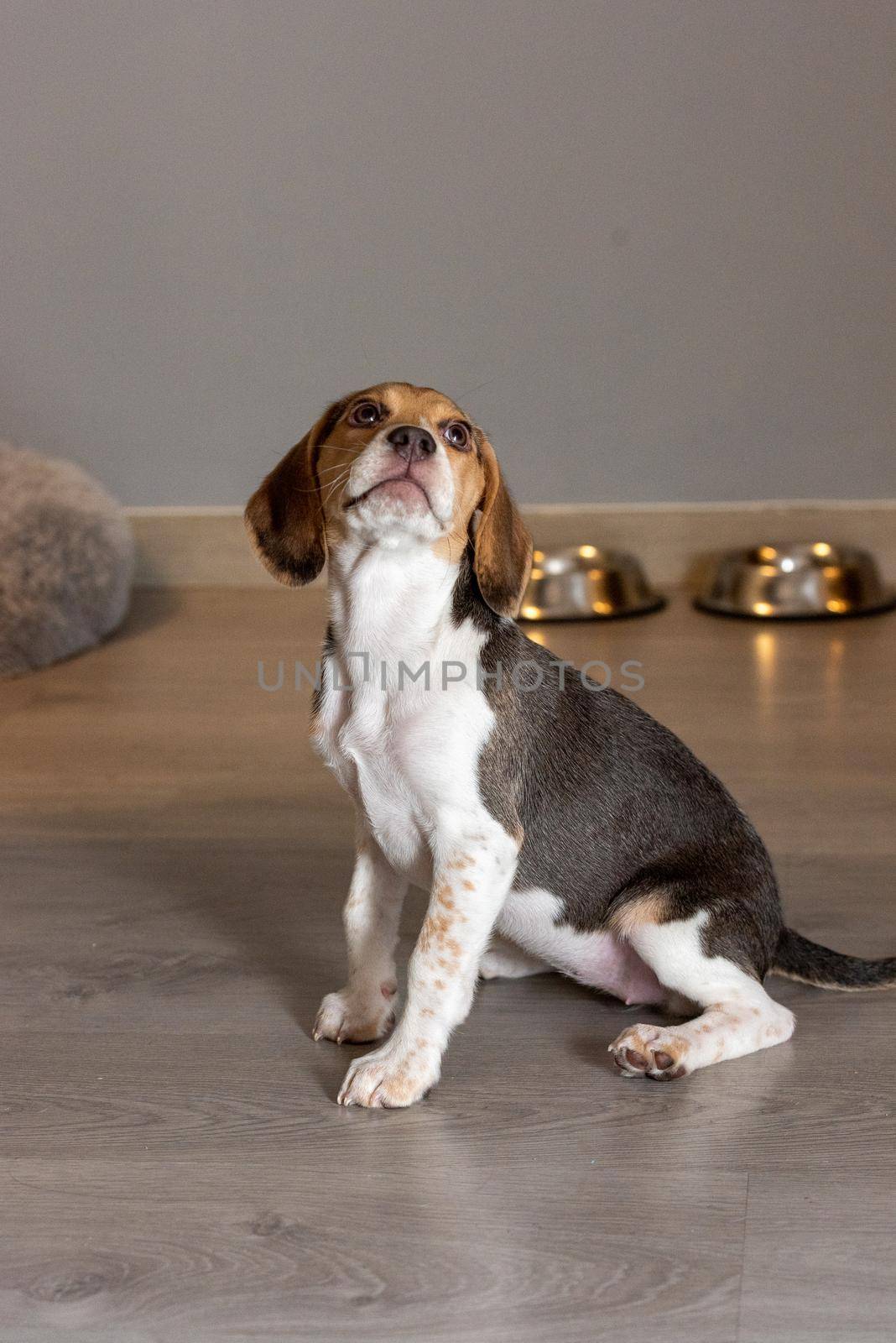 Beagle puppy resting on a couch.