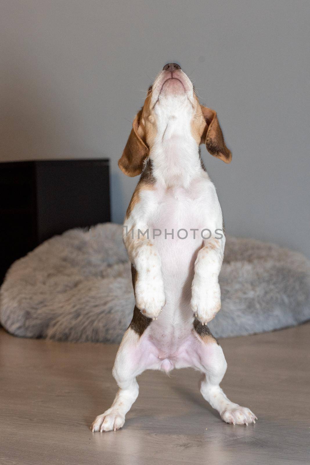 Beagle puppy resting on a couch.