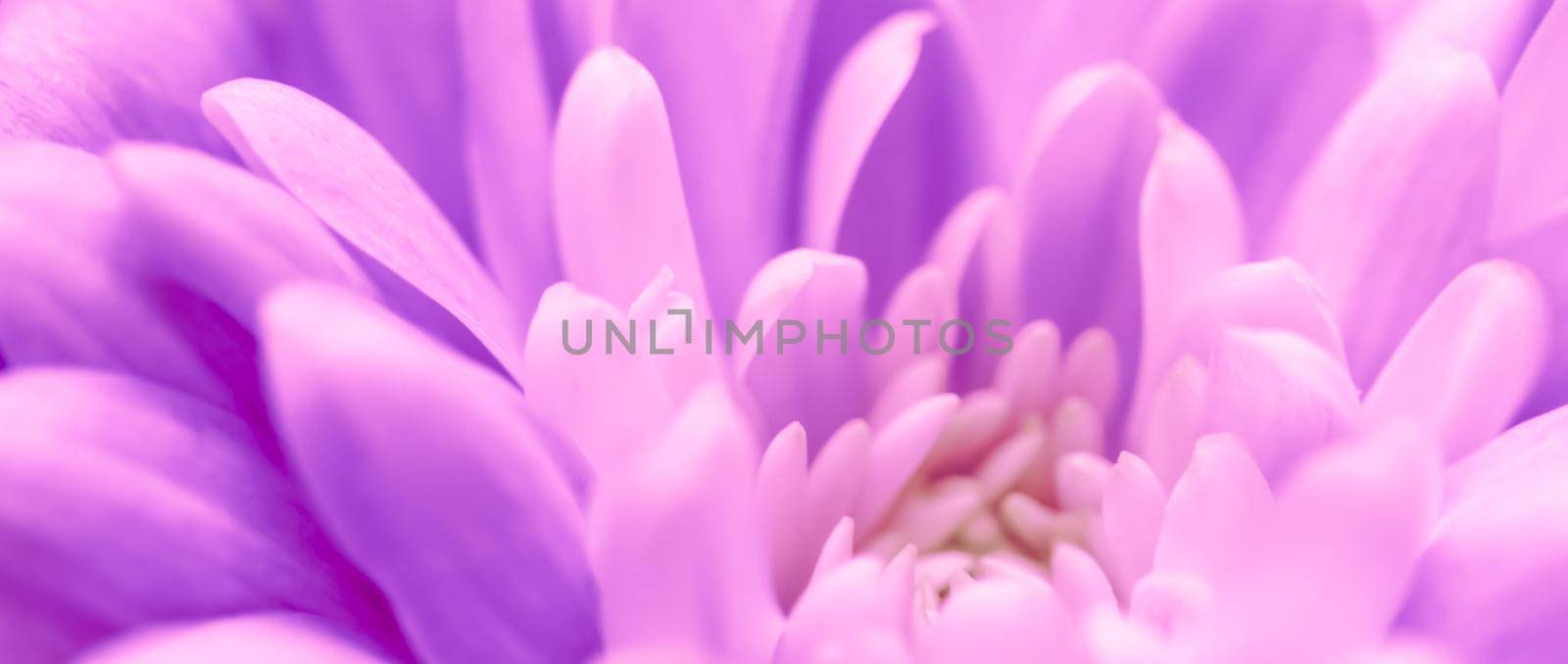 Retro art, vintage card and botanical concept - Abstract floral background, purple chrysanthemum flower. Macro flowers backdrop for holiday brand design