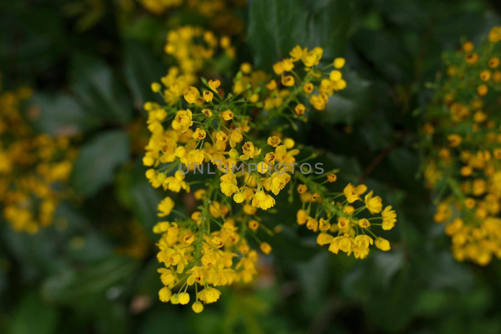 Selective focus, top view of yellow forestal flower against dark blurred background. Plants background concept
