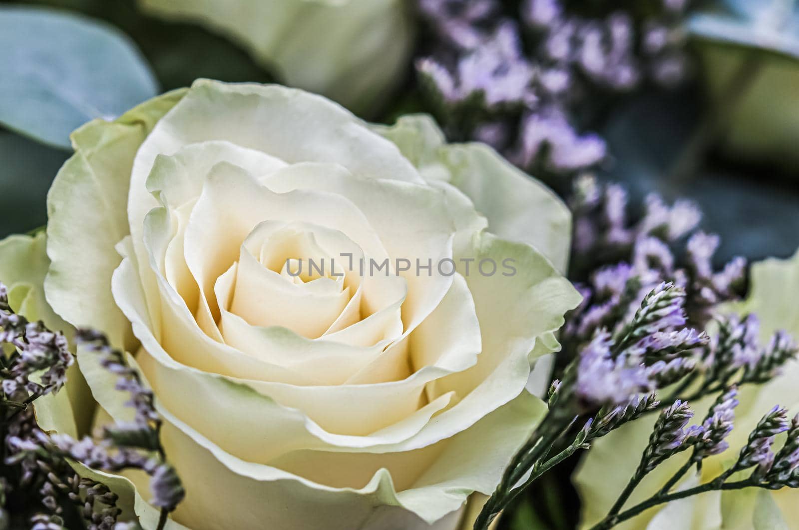 Bouquet of beautiful white roses. Perfect for greeting card background