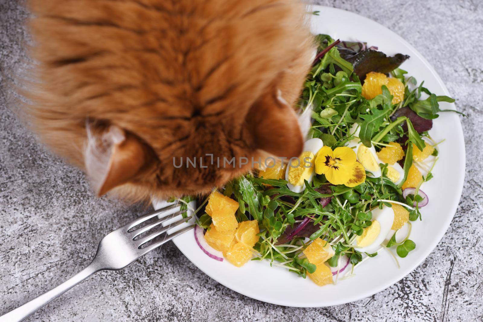 The ginger cat bent over a plate of fruit and vegetable salad.
The concept of organic, dietary, balanced pet food.
