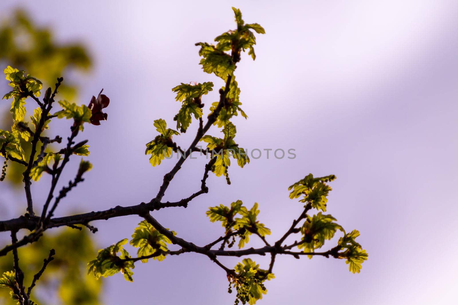 Backlit Green Leaves In A Tree by AlbertoPascual