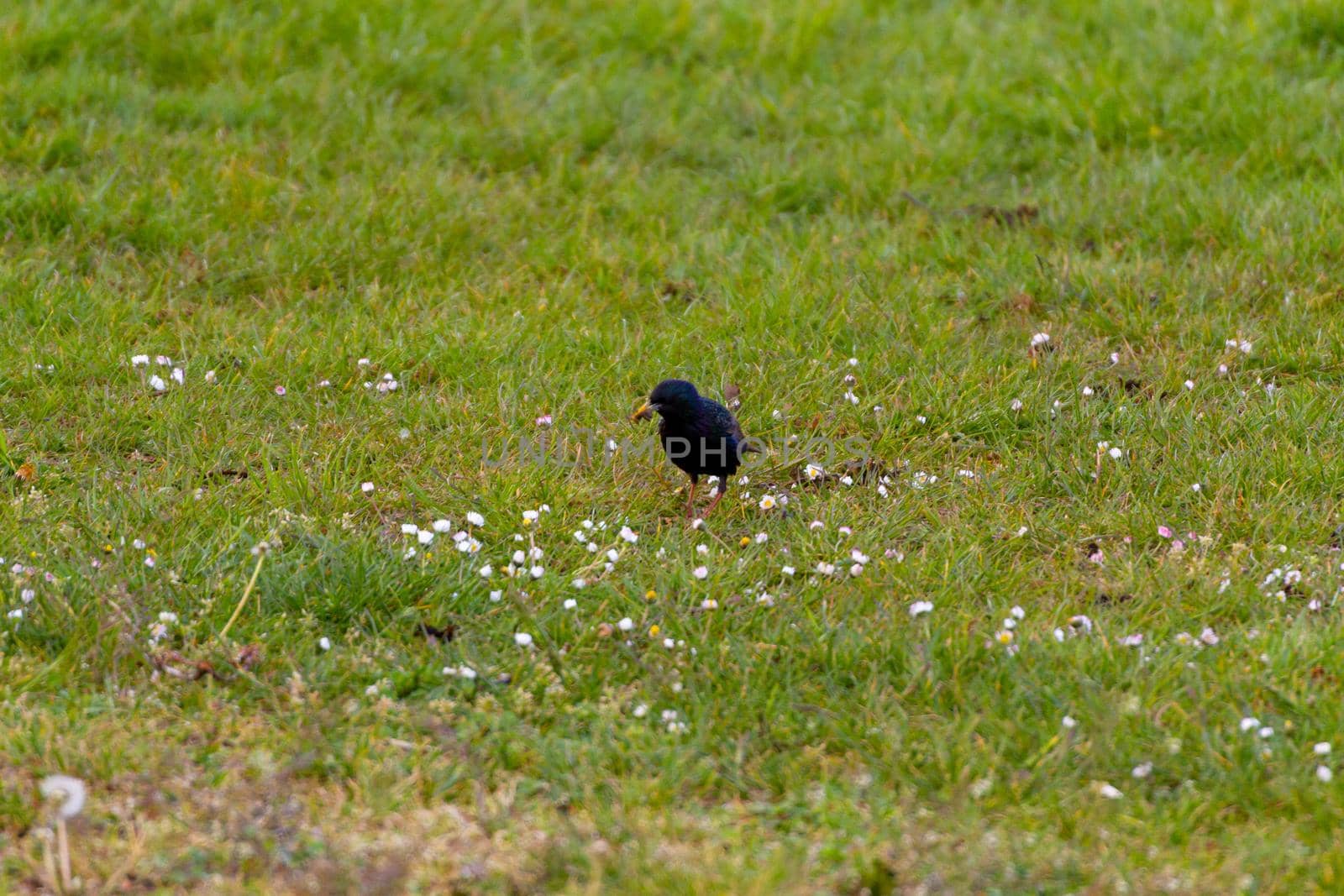 A Small Black Bird In a Lawn by AlbertoPascual