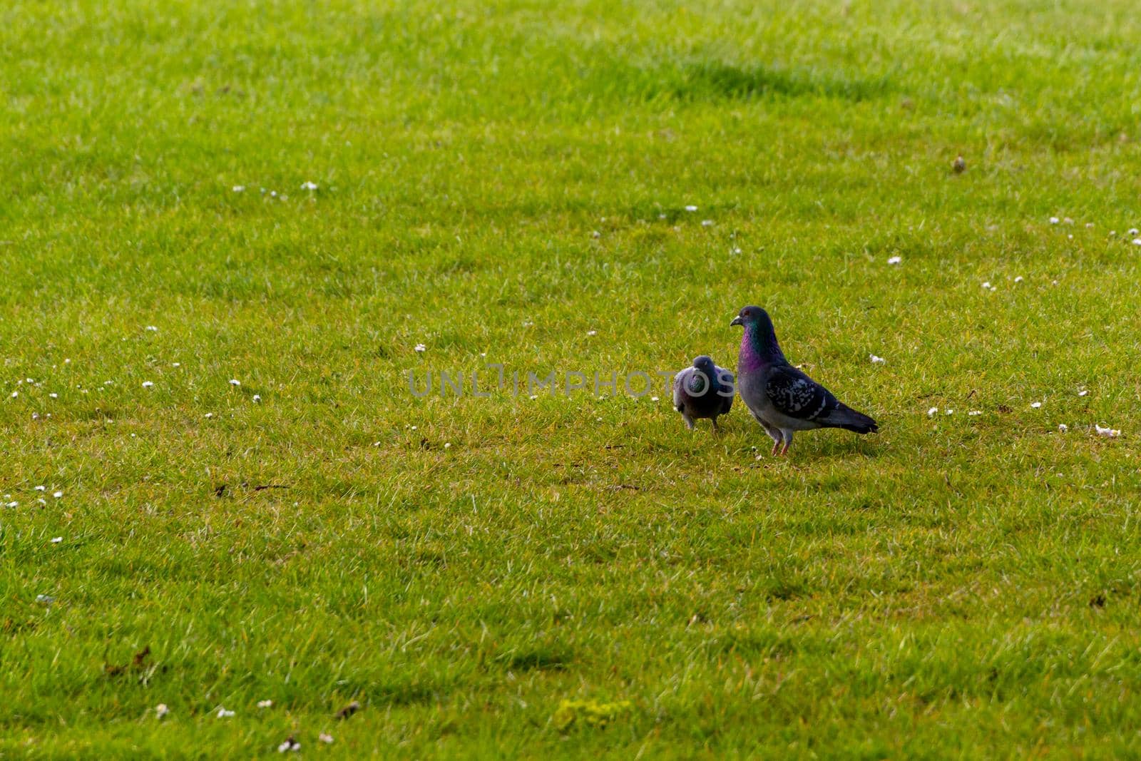 Close-up of two grey pigeons walking on the grass on a sunny day