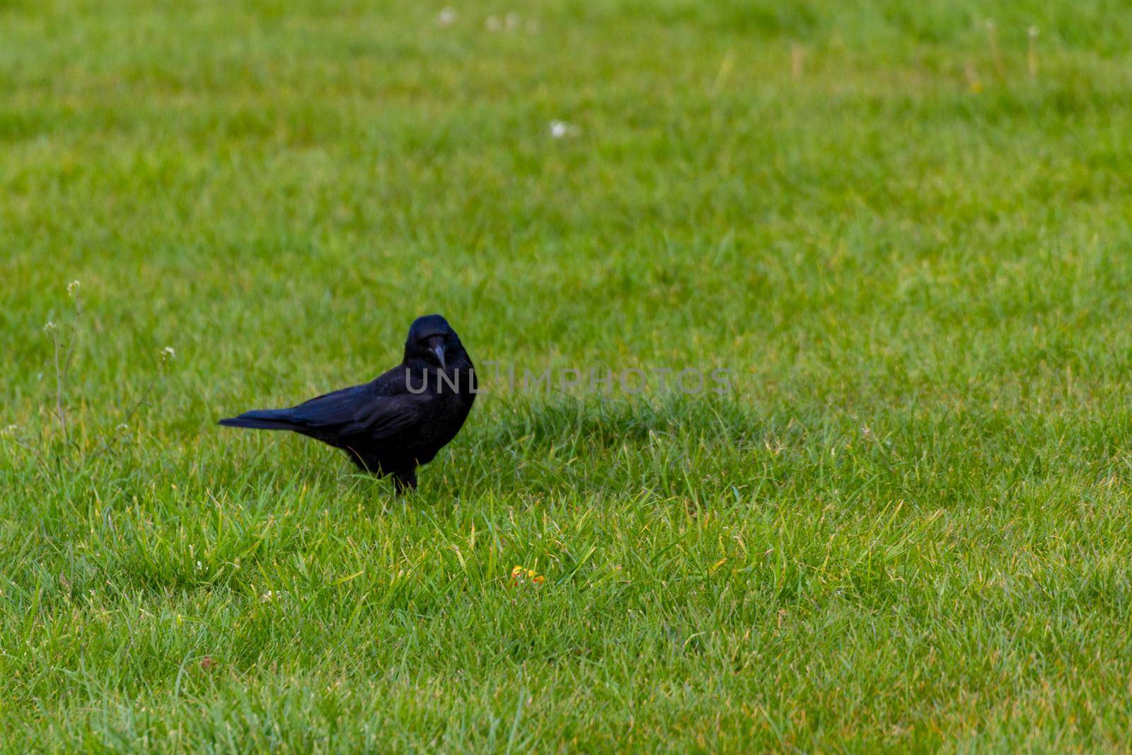 A Black Crow Standing On A Lawn by AlbertoPascual