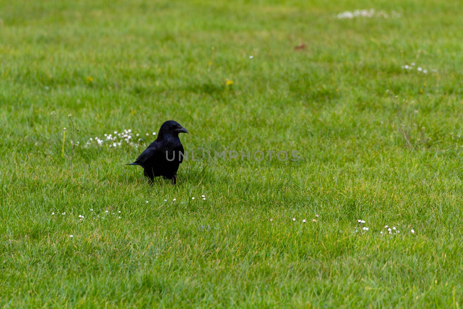 Close-up of a black crow standing in the middle of a green field