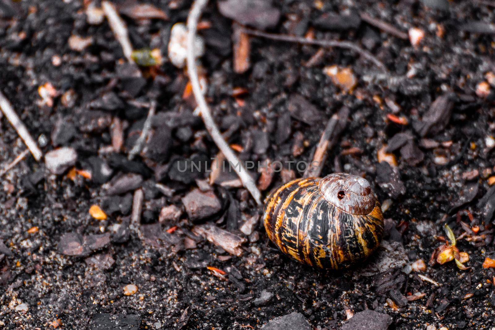 Close-up of a black and yellow snail shell lying on some dark soil between stones and twigs