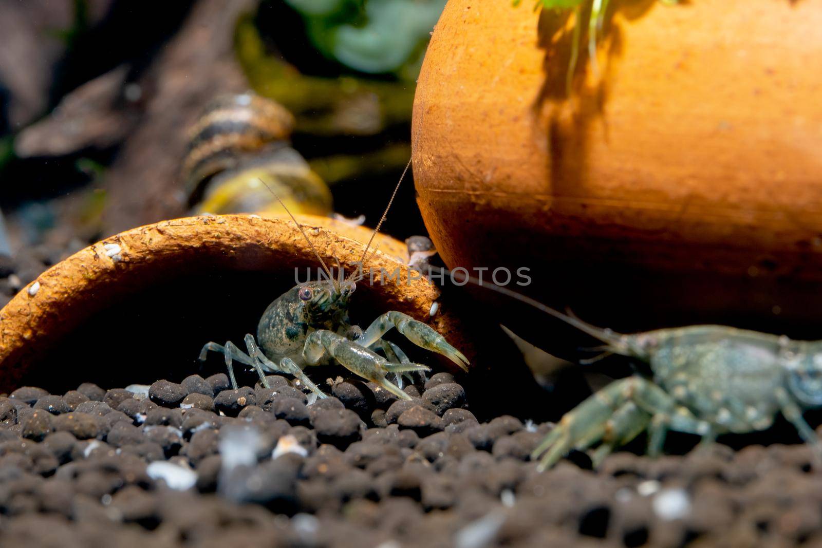 Blue crayfish dwarf shrimp action of defensive to other shrimp that move close to its poetry or nest decorative in freshwater aquarium tank.