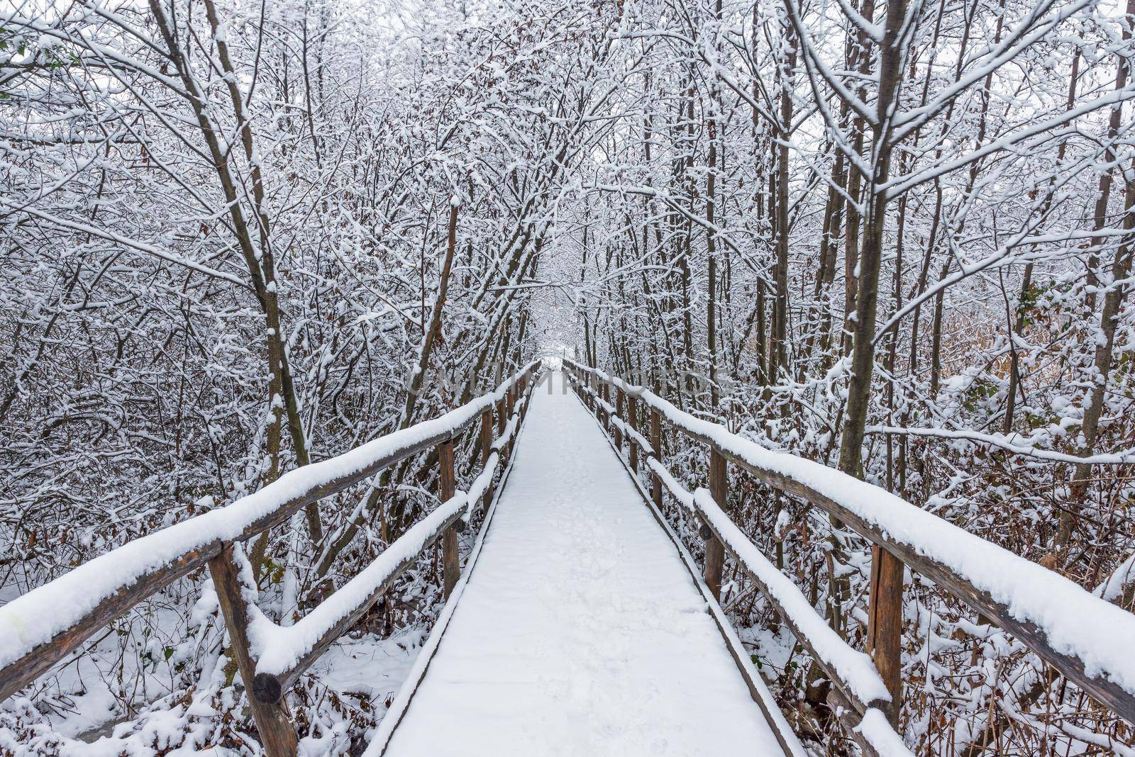 Wooden walkway through the snowy forest on a winter day, snow-white landscape on a cold afternoon.