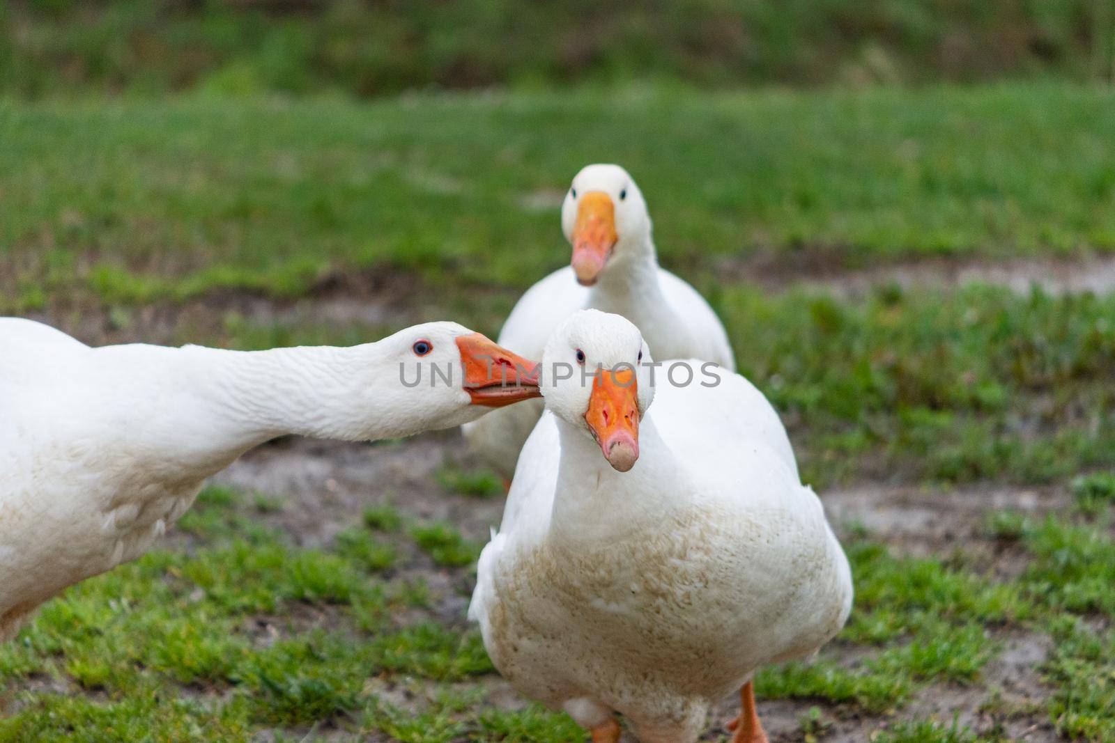 Domestic goose appears to be whispering in the ear to a similar, large group of white birds