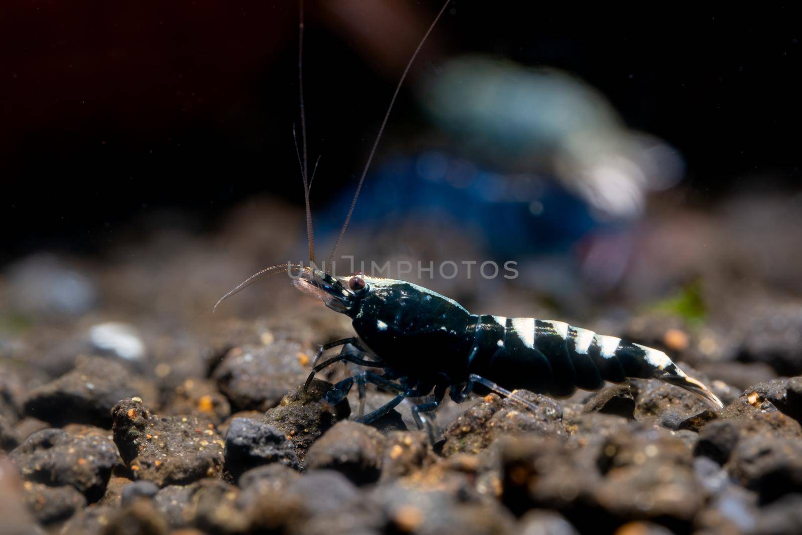 Black galaxy look for food in aquatic soil with other shrimp and dark background in freshwater aquarium tank.