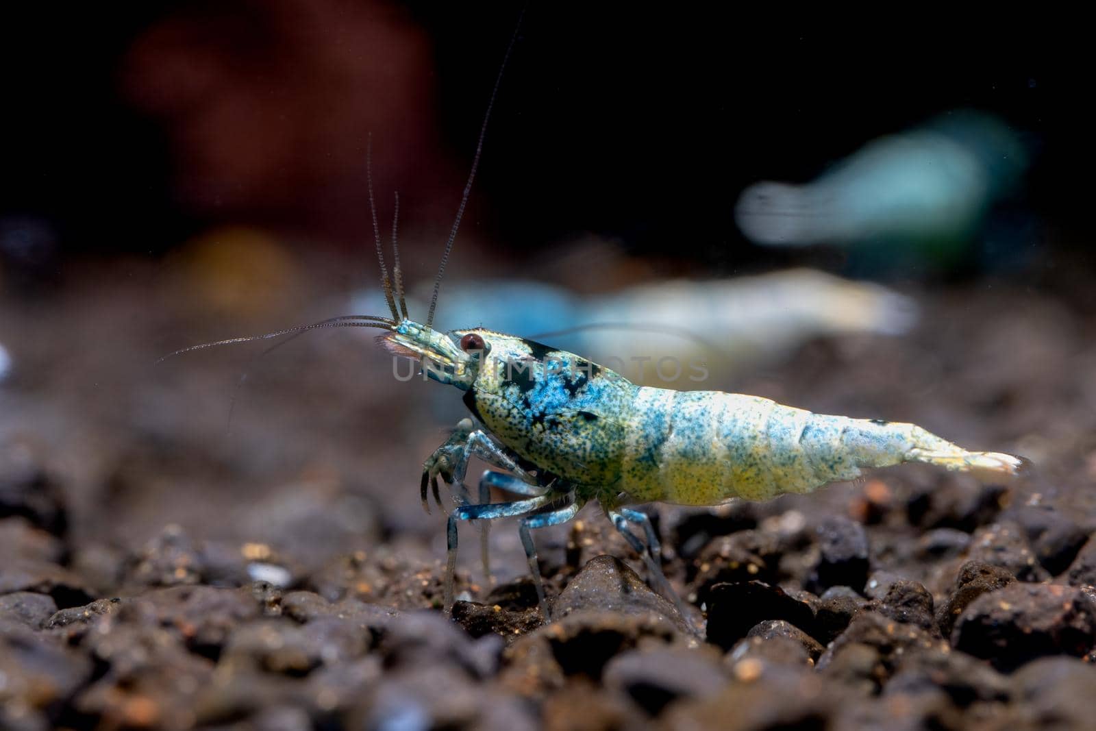 Blue bolt shrimp look for food in aquatic soil with other shrimp and dark background in freshwater aquarium tank.