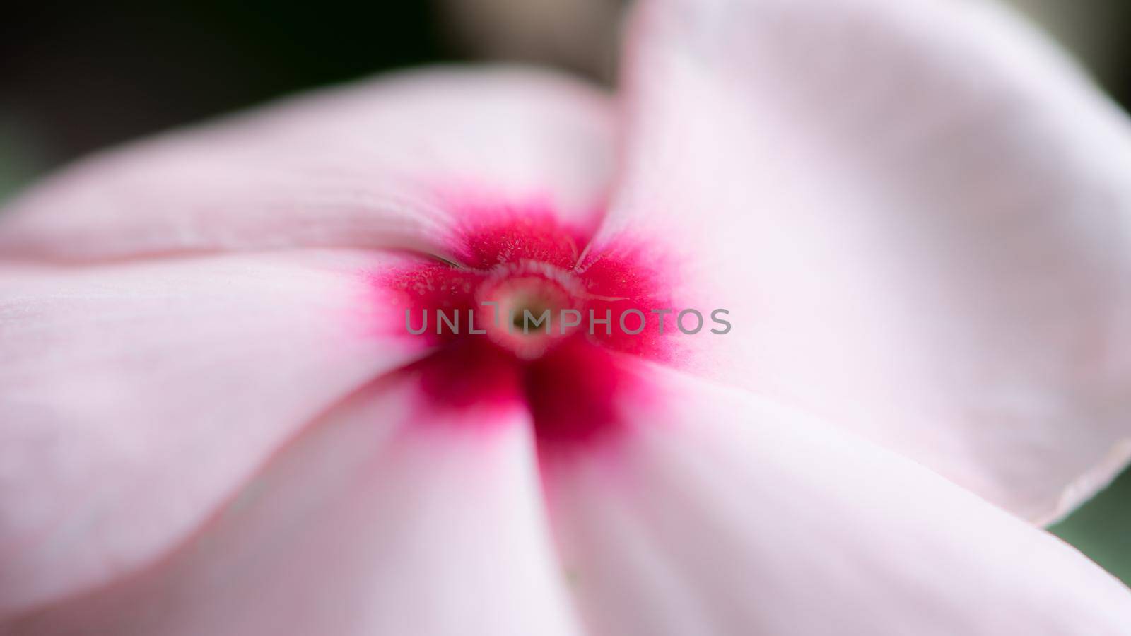 Close up view of a pink, red and purple flower by brambillasimone