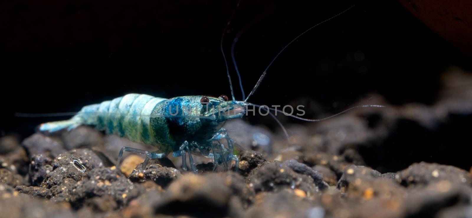 Blue bolt dwarf shrimp look for food in aquatic soil with dark background in freshwater aquarium tank.