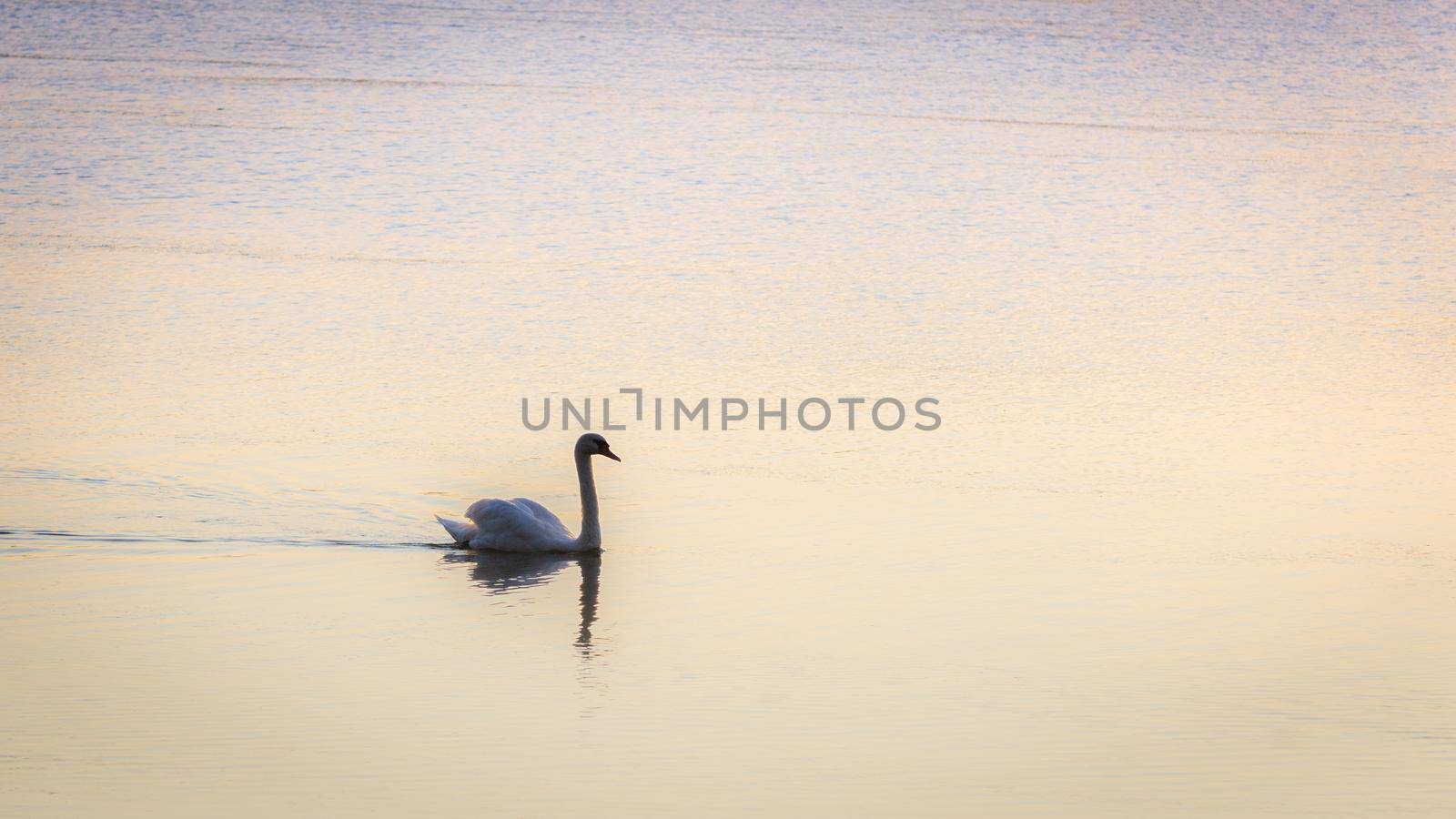 Backlit image of the silhouette of a swan swimming in the calm water of a river early in the morning