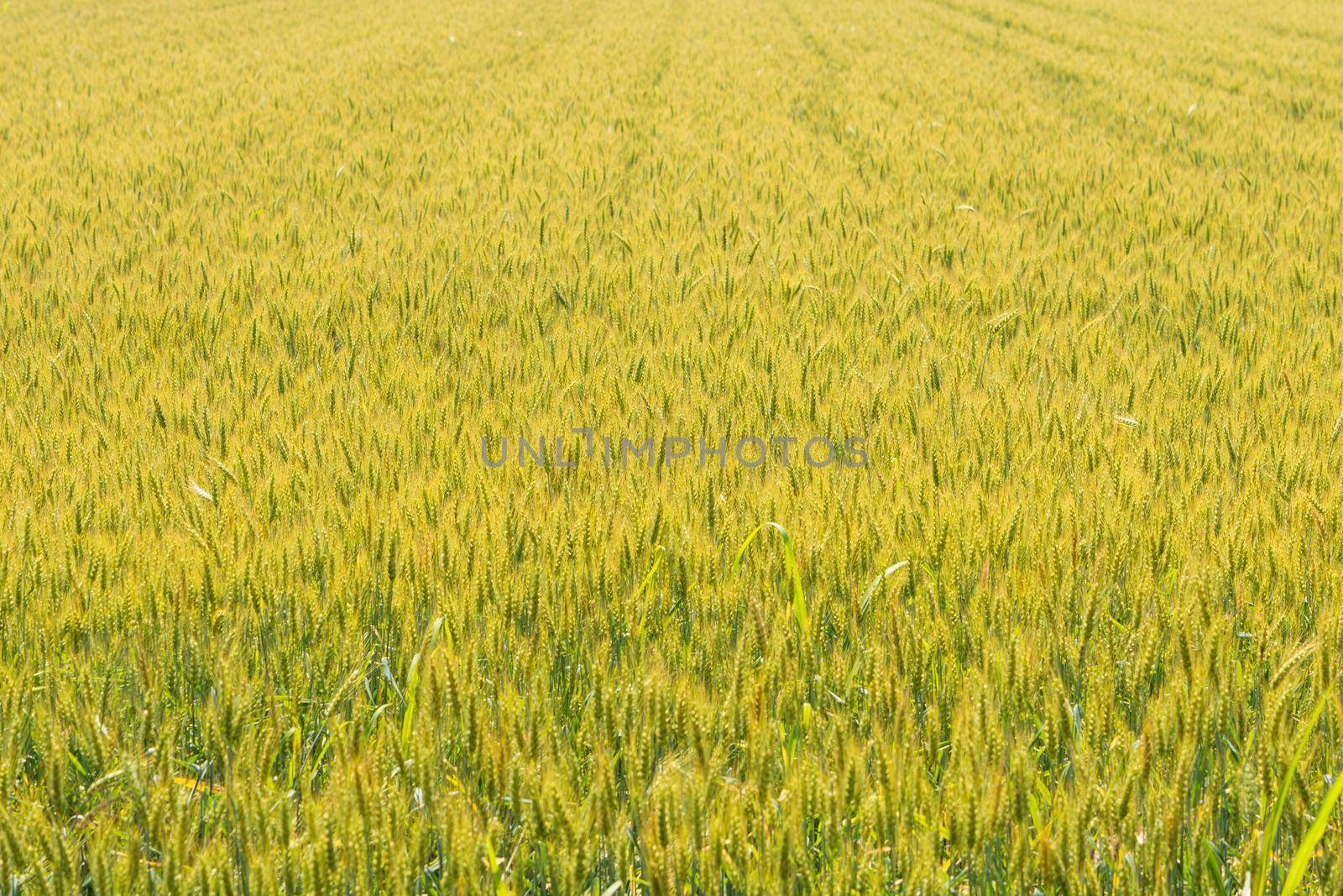 Expanse of wheat in a field under the spring sun by brambillasimone