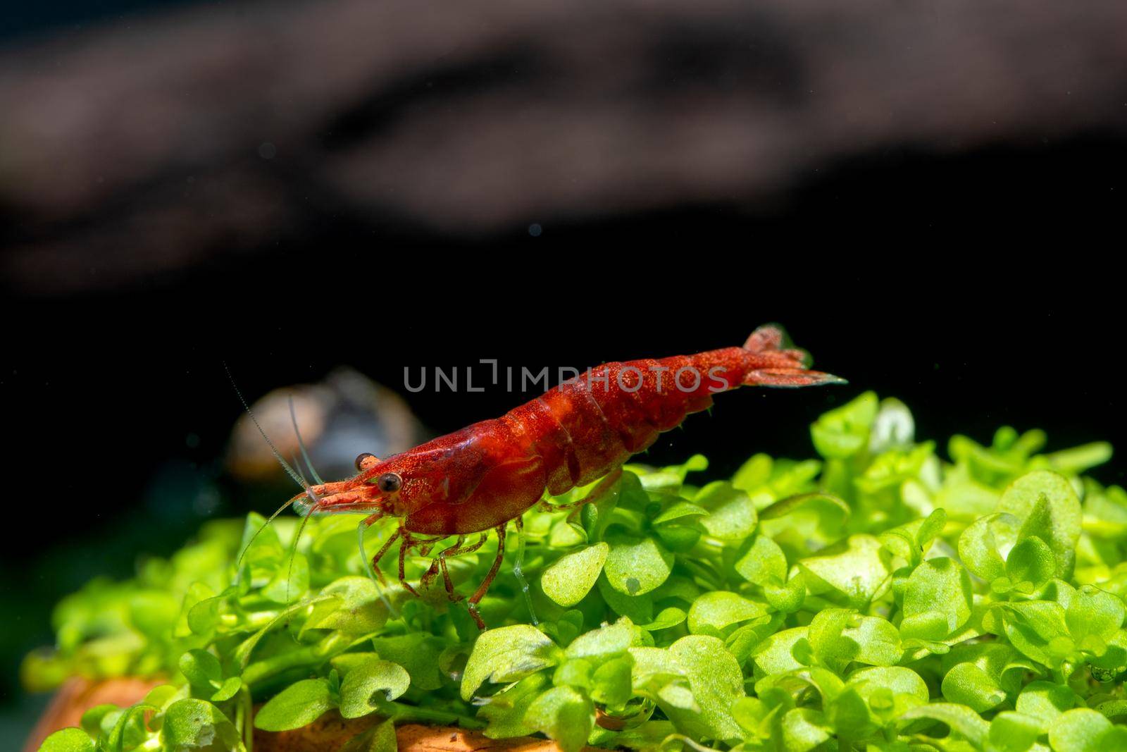 Fire red dwarf shrimp stay on green leaf aquarium plant and look down with snail and dark background.