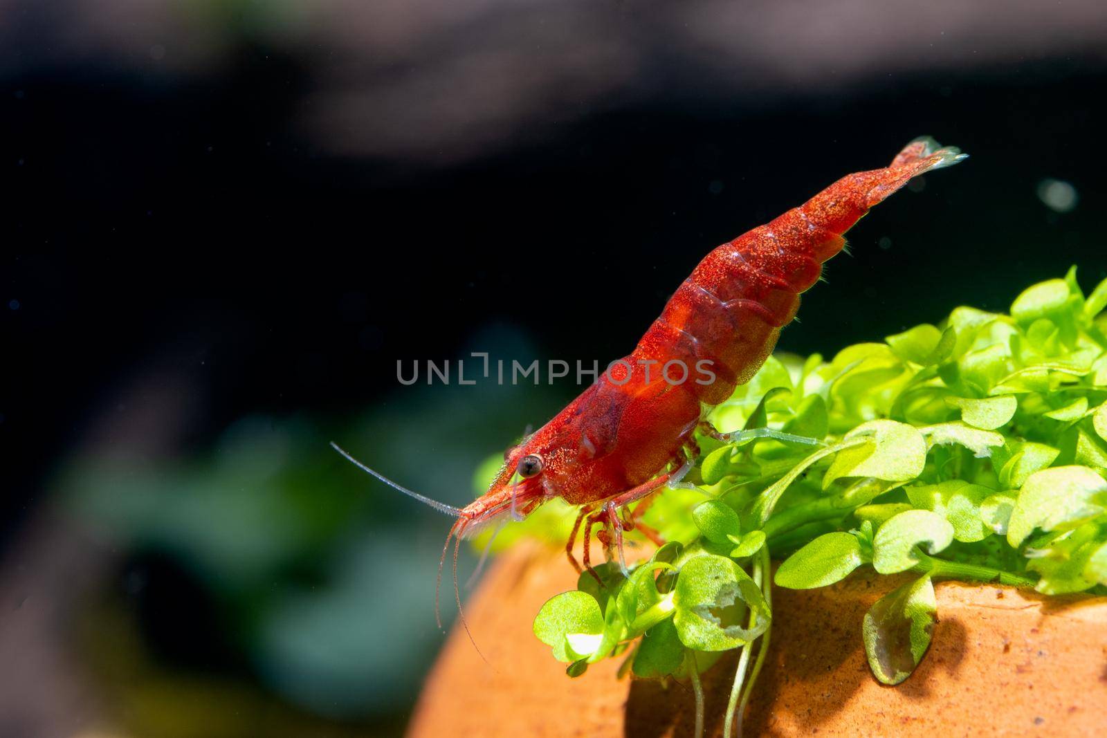 Fire red dwarf shrimp stay on green grass in poetry decorative or aquatic plant and look down in fresh water aquarium tank.