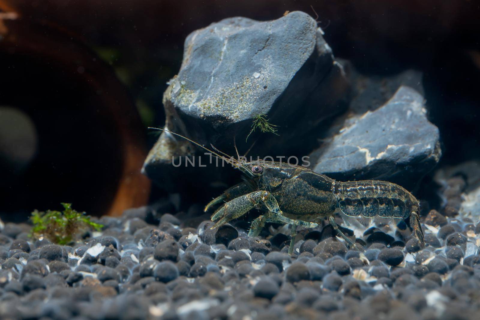 Blue crayfish dwarf shrimp crawl near rock decorative and also look for food in fresh water aquarium tank.