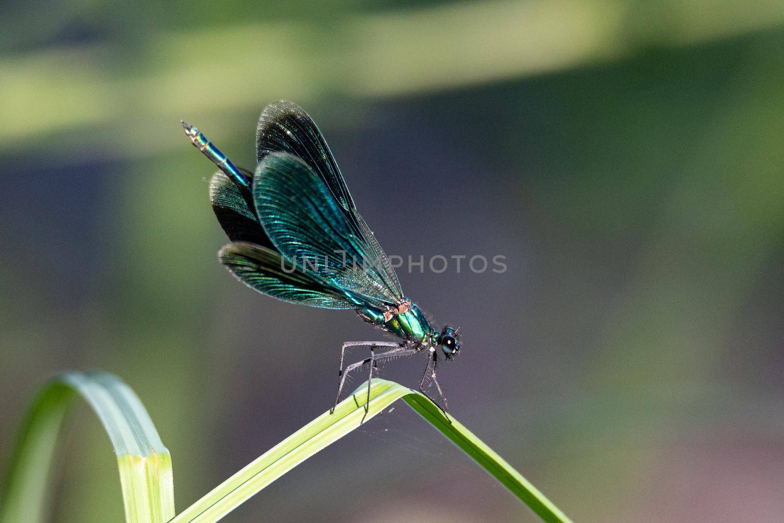 Green dragonfly laid on a leaf on a sunny day by brambillasimone