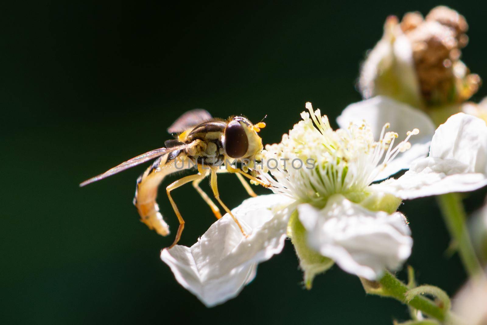 Hoverfly is laying on a white flower, image with a dark background by brambillasimone