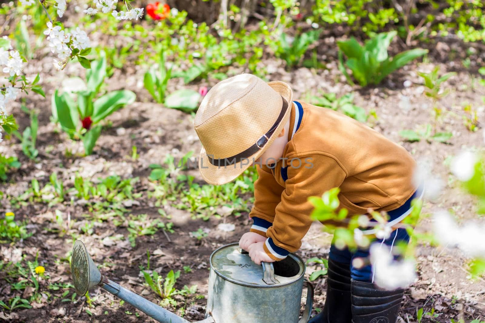 Cute little toddler boy in a hat and rubber boots is watering plants with a watering can in the garden. A charming little kid helping his parents grow vegetables. Active holidays with children