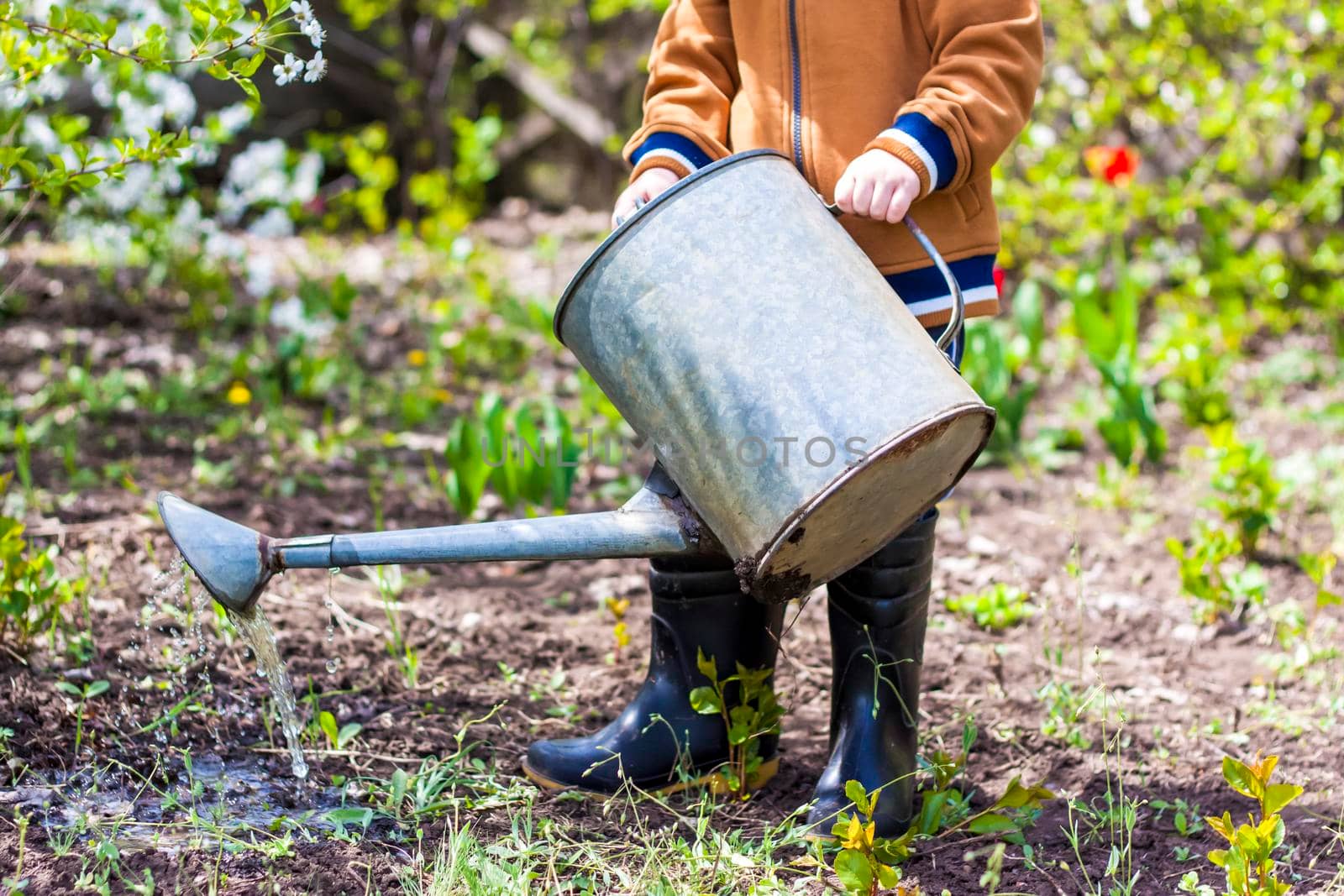 Cute little toddler boy in a hat and rubber boots is watering plants with a watering can in the garden. A charming little kid helping his parents grow vegetables. Active holidays with children