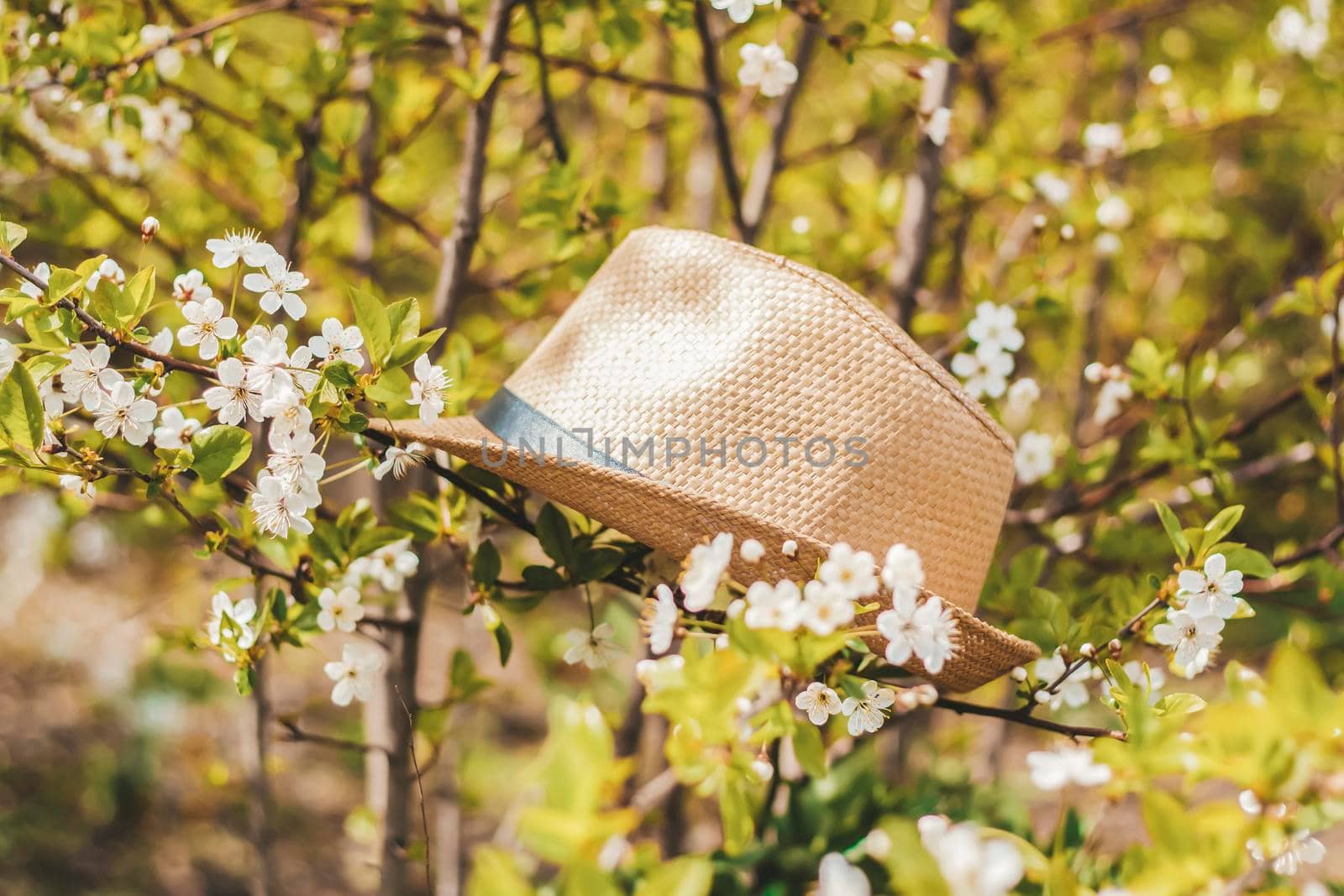 In the garden, there is a garden hat on a tree with white cherry blossoms. Gardening and gardening,  by Alina_Lebed