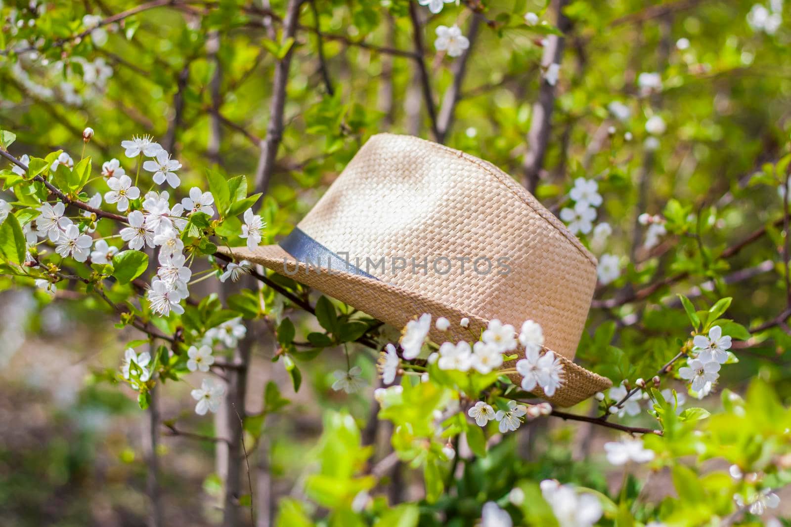In the garden, there is a garden hat on a tree with white cherry blossoms. Gardening and gardening, Active recreation in the country