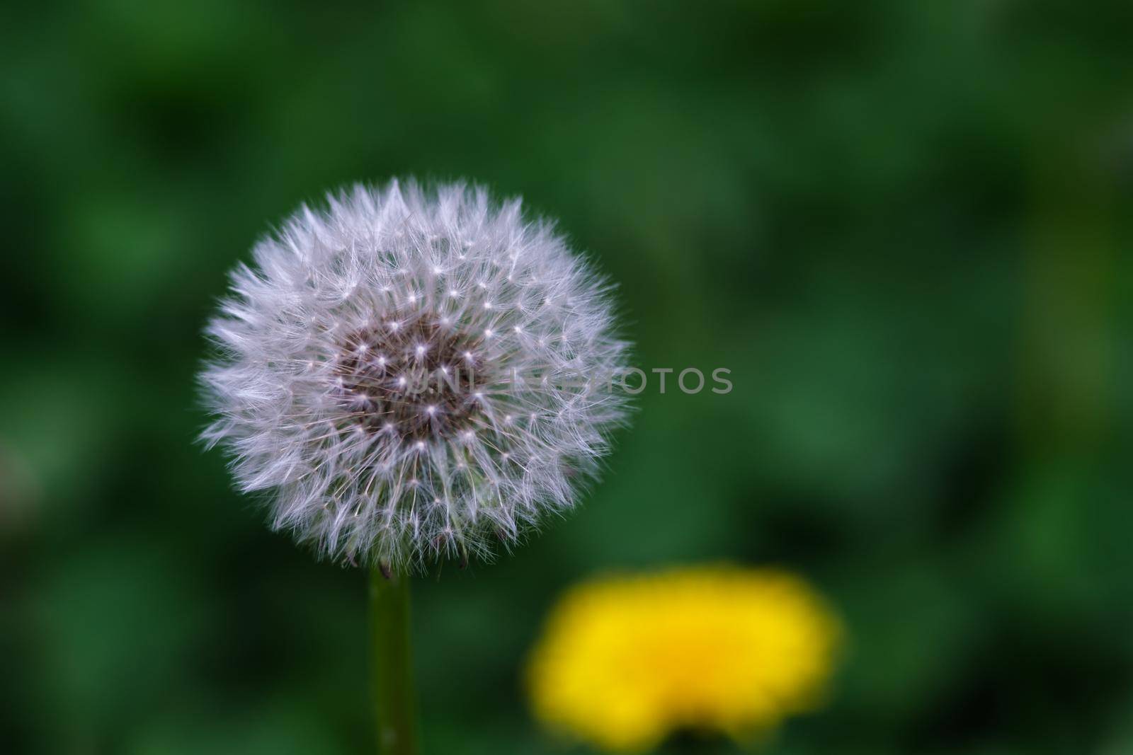 Mature, fluffy white dandelion seedhead by colintemple