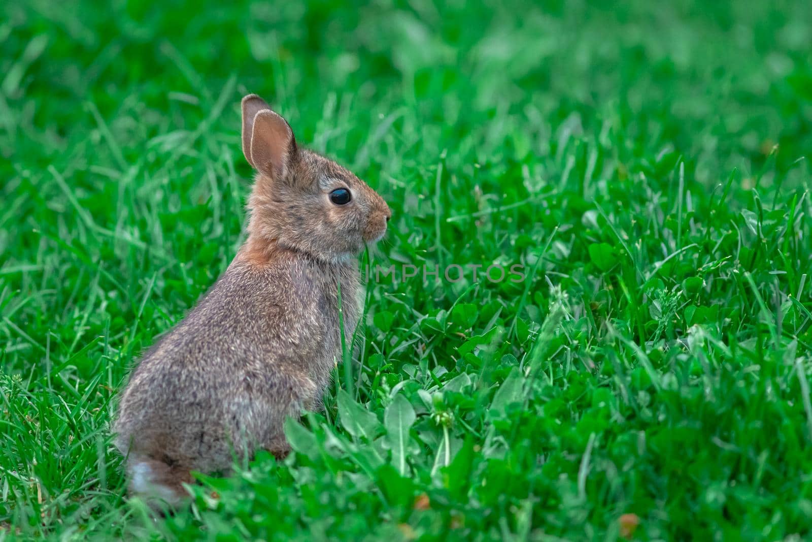 A juvenile eastern cottontail rabbit (Sylvilagus floridanus) is sitting upright and alert in vibrant green grass.