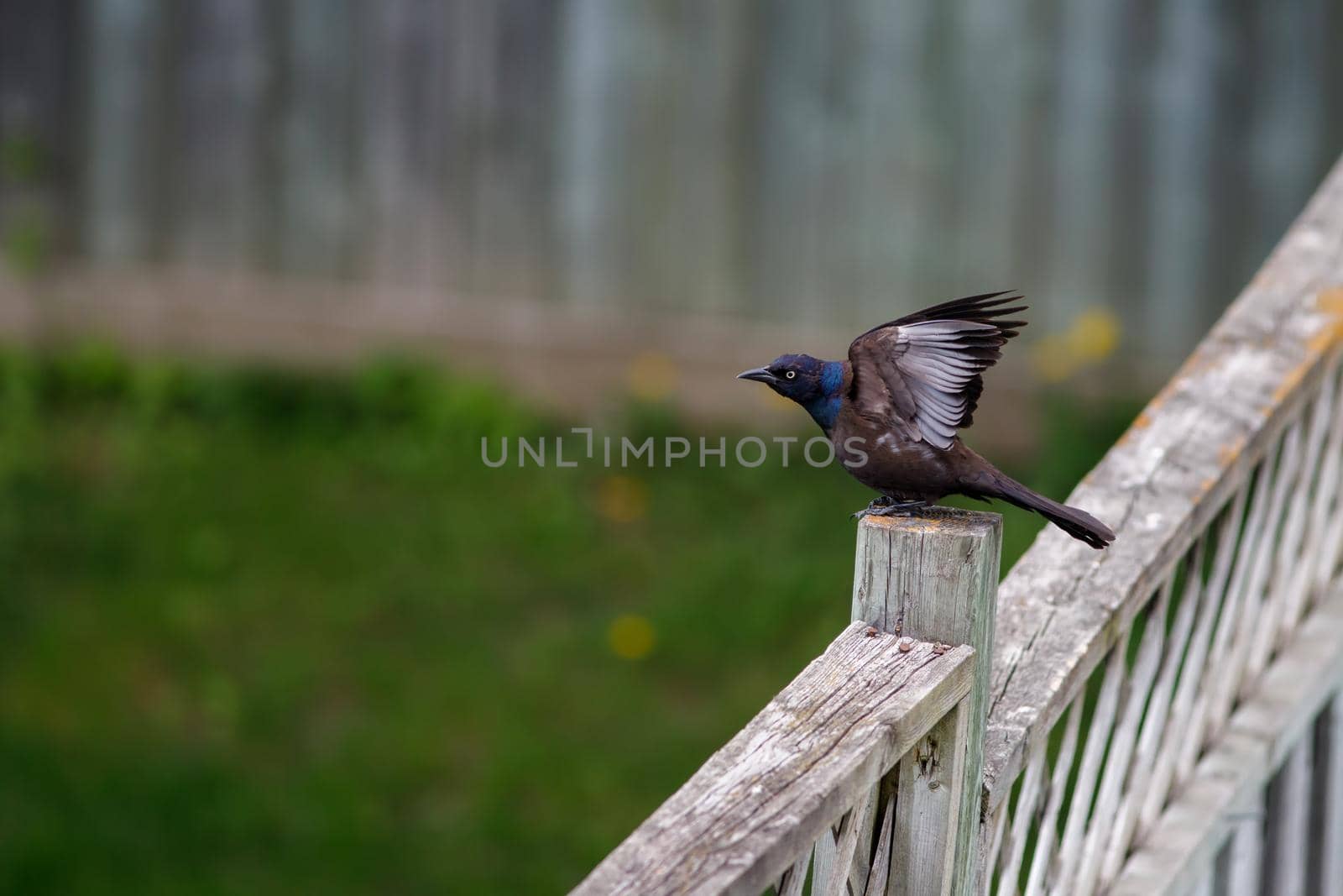 A common grackle (Quiscalus quiscula) is perched on a fence post, with the bird's wings raised up.