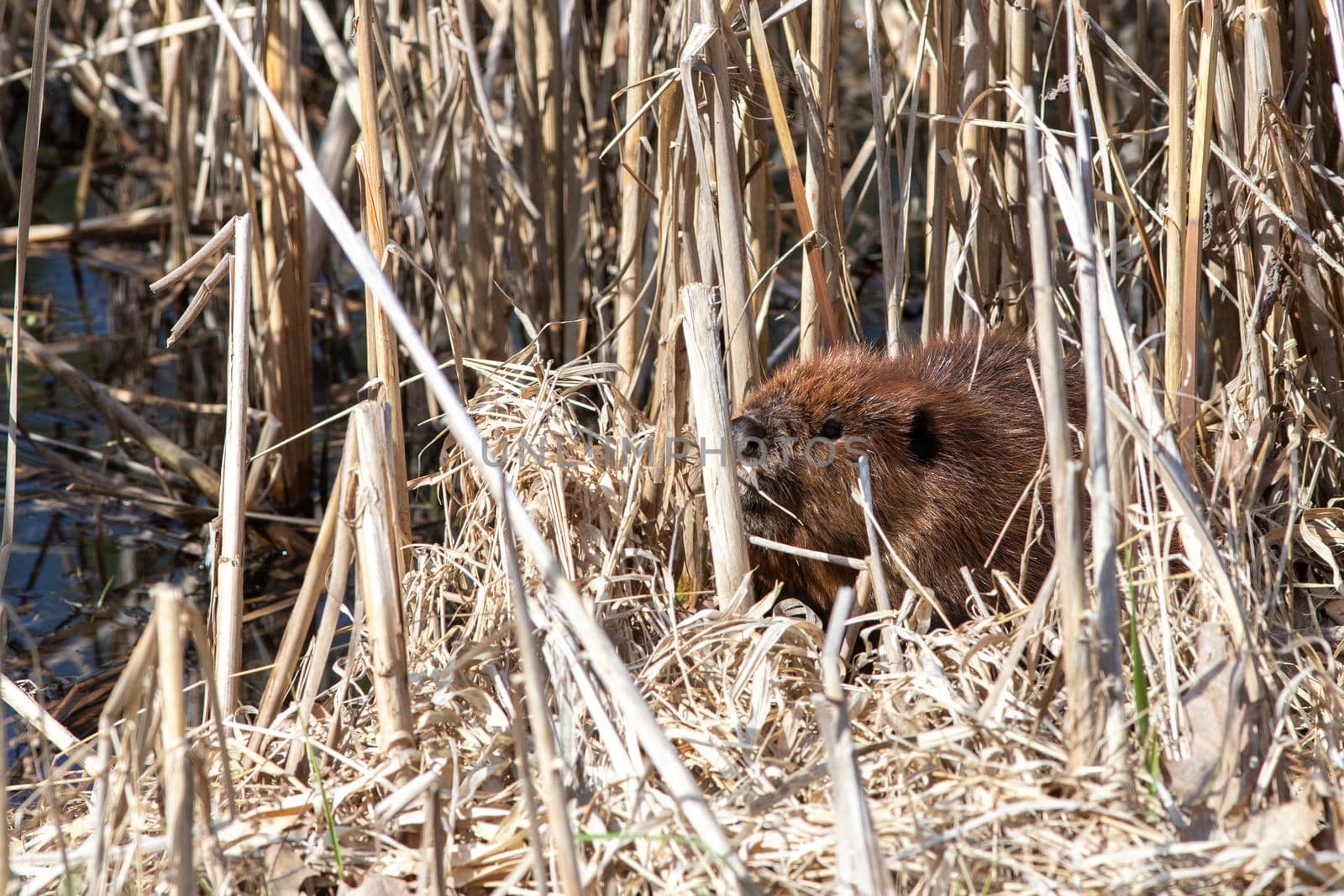 Beaver hiding in dry reeds beside pond by colintemple