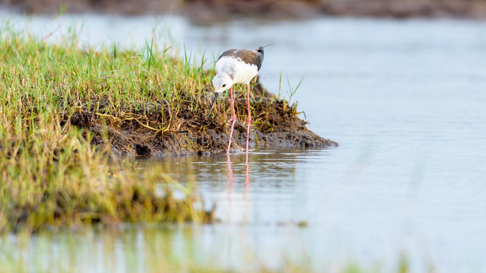 Black-winged stilt or Himantopus himantopus, White bird with black wings and red long legs are walking, looking for fish to feed in the shallow waters by the lake