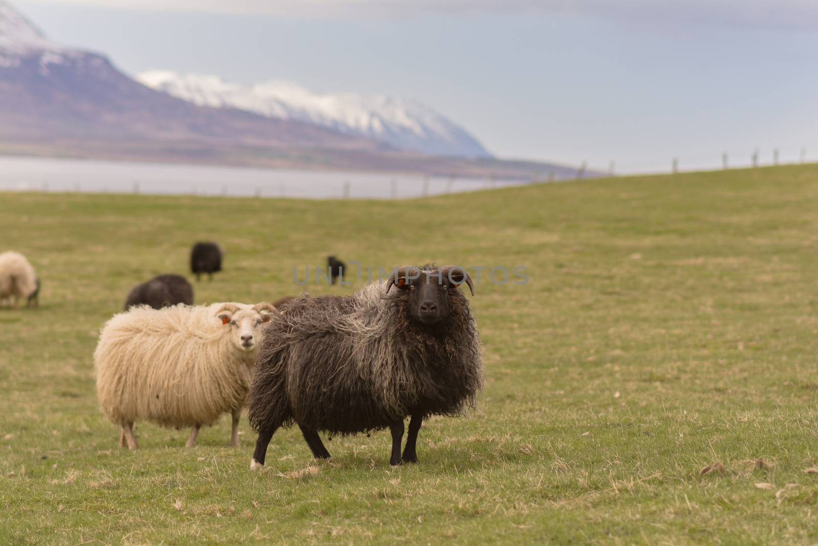 Large herd of sheeps in the evening, Iceland