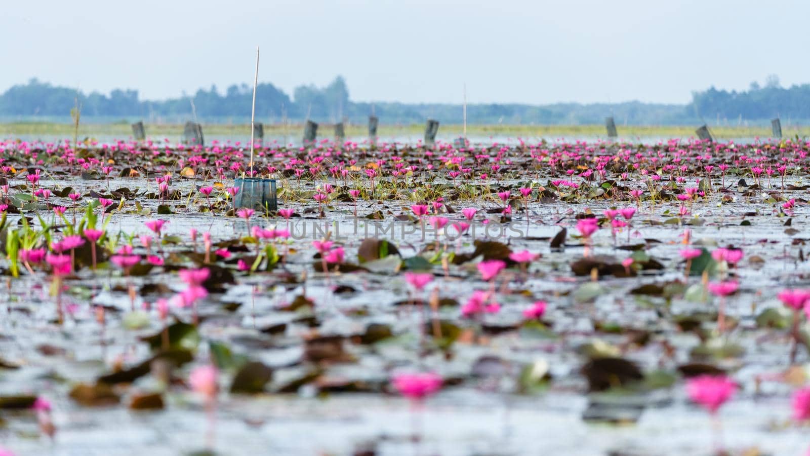 Beautiful nature landscape of many red lotus flowers or Red Indian Water Lily or Nymphaea Lotus in the pond at Thale Noi Waterfowl Reserve Park, Phatthalung province, Thailand, 16:9 wide screen