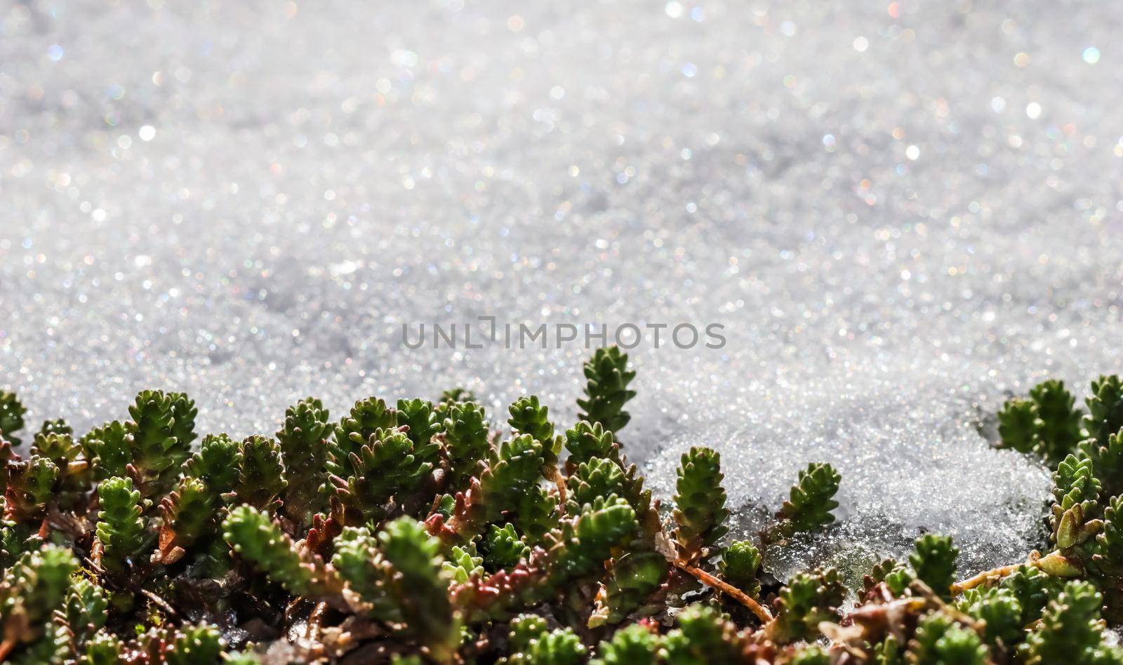 Texture of fresh snow with green plants. Natural winter and spring background