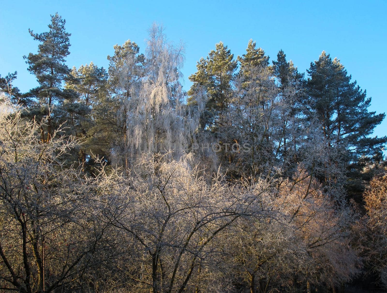 Trees covered with hoarfrost in a winter sunny day