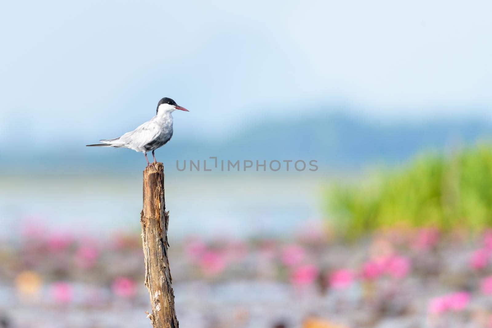 Arctic Tern bird or Sterna Paradisaea perching on a tree stump over the lotus pond at Thale Noi Waterfowl Park, Phatthalung, Thailand