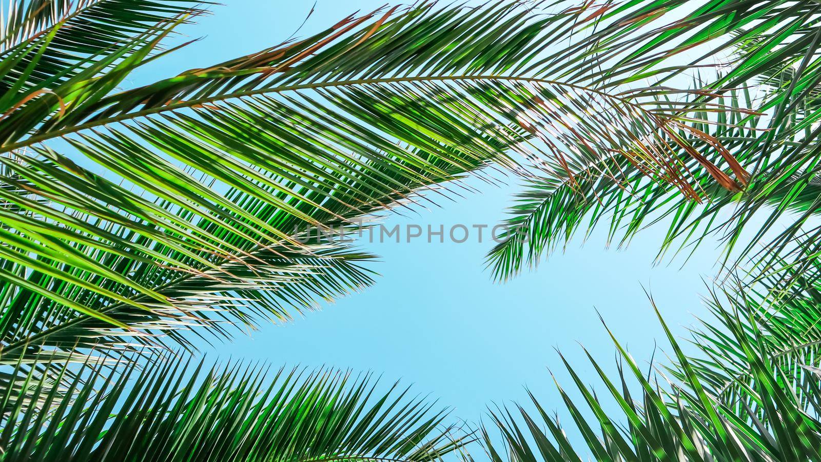 Palm leaves on blue sky background by Olayola