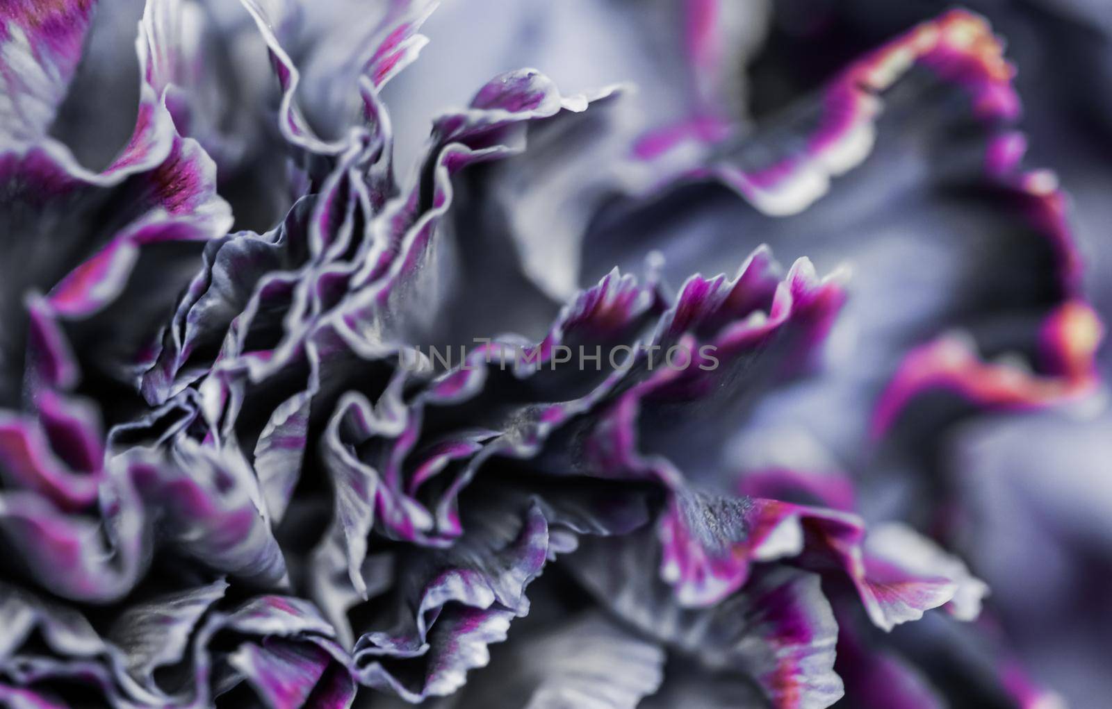 Abstract floral background, black carnation flower. Macro flowers backdrop for holiday brand design by Olayola