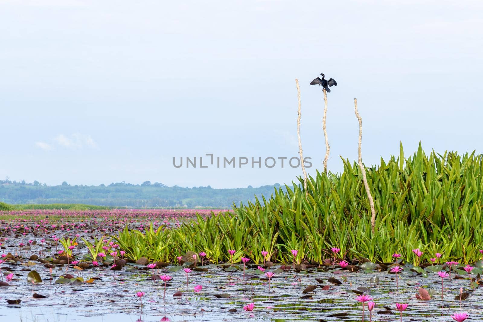 Little Cormorant or Microcarbo niger is a bird with black color, perching on a tree stump and spreading its wings over the lotus pond at Thale Noi Waterfowl Park, Phatthalung, Thailand